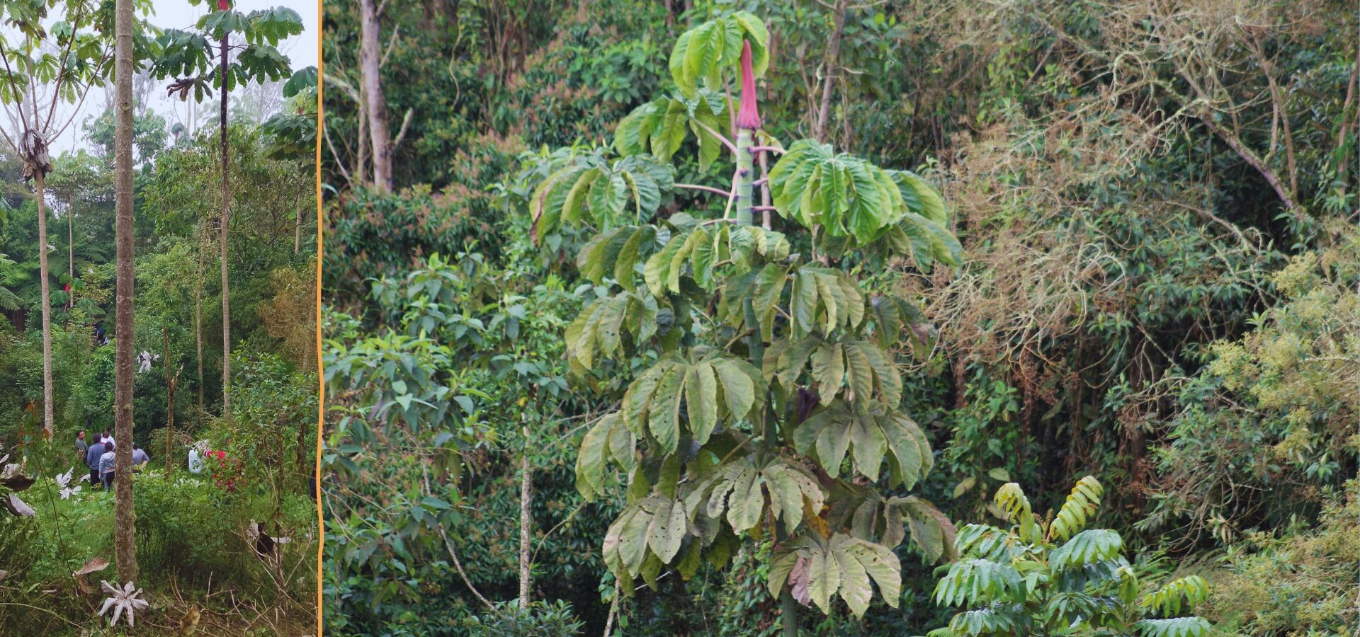 Bosque de yarumos en el Arboreto del Tequendama
